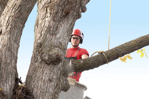 Reliable Wildwood Crest, NJ Tree Care Solutions
